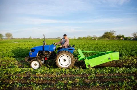 A tractor with a digging unit digs up land vegetables. The use of modern tech Stock Photos