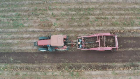 Tractor digs potatoes 스톡 동영상 249616026