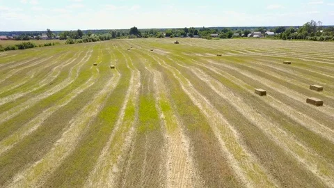 Tractor Discharges A Fresh Wheat Stock Footage 78343185
