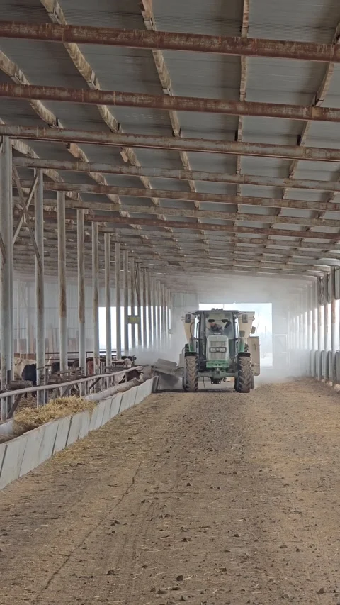 A tractor distributes feed to cows in a long barn on a modern livestock farm. Vídeo Stock 330274938