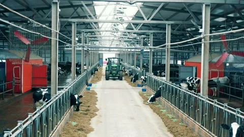 A tractor is distributing forage for the farm cows Vídeo Stock 236372496