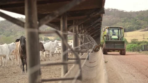Tractor distributing the silage in the cement trough to feed the cattle. Stock Footage 134652540