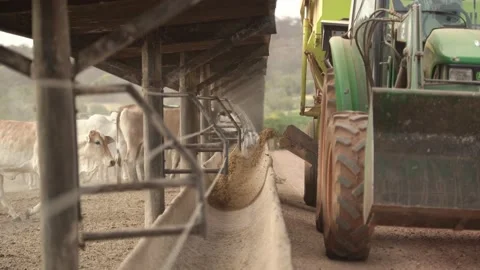 Tractor distributing the silage in the cement trough to feed the cattle. Stock Footage 134652893