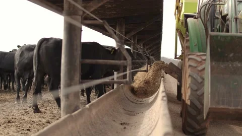 Tractor distributing the silage in the cement trough to feed the cattle. Vídeo Stock 134653043