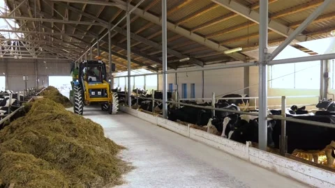 The tractor with distributor of mixed fodders for cows driving at a farm Stock-Footage 111719613