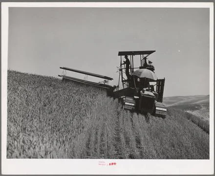 Tractor-drawn combine. Wheat fields, Whitman County, Washington. 1941. Pho... Stock Photos