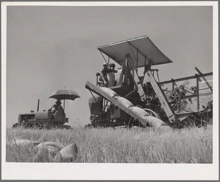 Tractor-drawn combine. Whitman County, Washington. Notice that wheat is sa... Stock Photos
