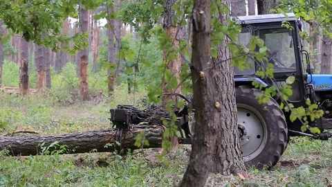 Tractor driven felled trees in the forest Vídeo Stock 75404140
