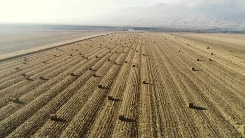 Tractor driver is harvesting Stock Footage 147388762