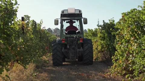 Tractor driver working on a tractor in grape fields with beautiful Stock Footage 270061538