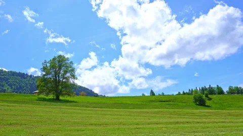 Tractor drives away from a tree on a green field, summer landscape blue sky Stock Footage 276379057