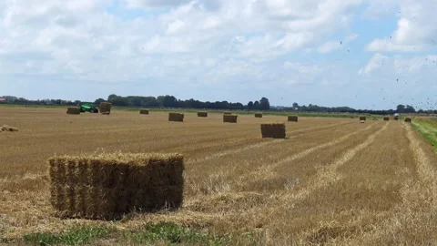 A tractor drives through a field collecting hay into bales. Stock Footage 329557464
