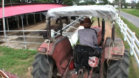 Tractor Driving Beside Cows 스톡 동영상 1068920