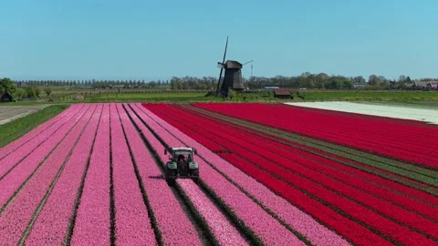 Tractor driving between tulips in a colorful dutch field with a windmill Stock Footage 341522030