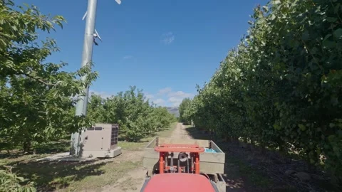 Tractor driving through cherry orchard in Central Otago, New Zealand. Stock Footage 341657448