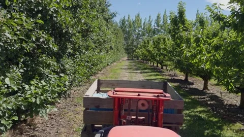 Tractor driving through cherry orchard in Central Otago, New Zealand. Stock Footage 341658404