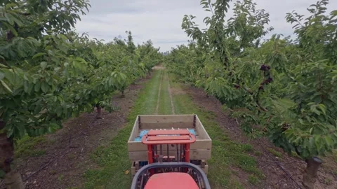 Tractor driving through cherry orchard in Central Otago, New Zealand. Stock Footage 341691152