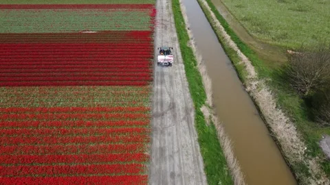 Tractor driving through Dutch bulb field 動画素材 260237262