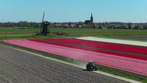 Tractor driving through dutch tulip fields with windmill Stock Footage 342280953