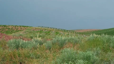 Tractor is driving through the field Stock Footage 194545003