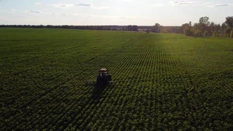 A tractor is driving through a field of green sunflower Stock Footage 260529884