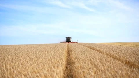 A tractor is driving through a field of wheat Video stock 297949622