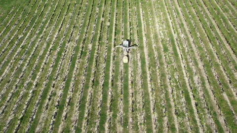 Tractor driving through a vineyard and spraying it. Vidéo 333303373
