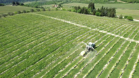Tractor driving through a vineyard and spraying it. Stock-Footage 333303954