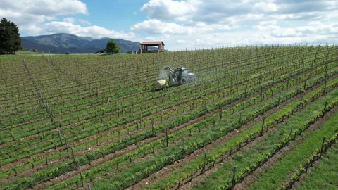 Tractor driving through a vineyard and spraying it. Stock-Footage 333304588