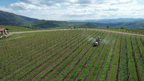 Tractor driving through a vineyard and spraying it. Stock-Footage 333304986