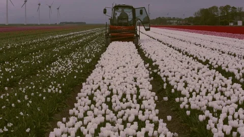 A tractor driving towards camera ploughing a line of white tulips in a colourful Stock Footage 115502991