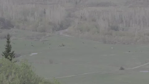 A tractor drove up to a herd of cows in a mountain valley Stock Footage 308180059