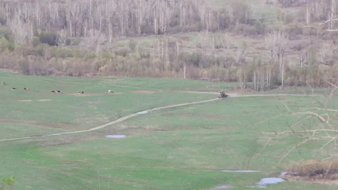 A tractor drove up to a herd of cows in a mountain valley Stock Footage 308180143