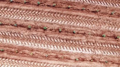 Tractor effects wheels track on field. Stock Photos