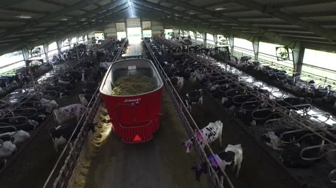 Tractor feeds cows view from drone Video stock 67871274