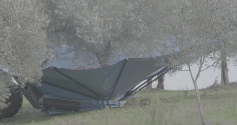 Tractor in the field of olive trees 스톡 동영상 143963898