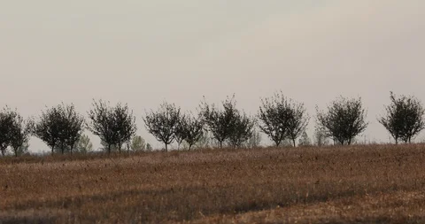 Tractor in a field passing by orchards Stock Footage 117802050