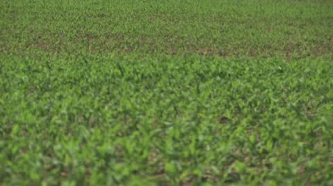 Tractor in the Field tilt up 動画素材 11123410