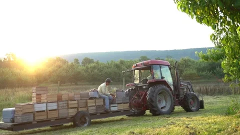 Tractor in a field with a trailer laden with fruit crates at sunrise. Stock Footage 134627538