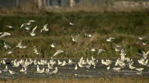 Tractor Vidéo 10706224