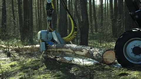 Tractor for the forestry Video stock 164653480