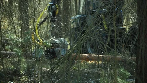 Tractor for the forestry Video stock 164653616