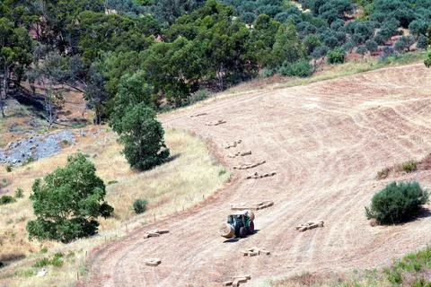 A tractor forms round bales of straw in a dry rural field on a sunny day Stock Photos