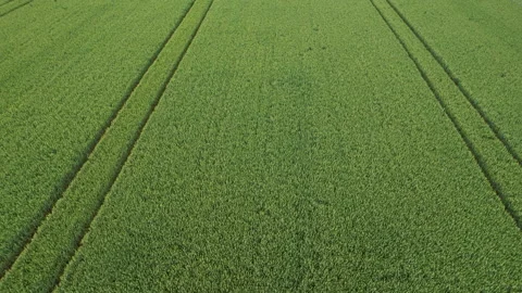 Tractor fresh trace on the field, above view from drone. Agriculture as a Stock Footage 169633129