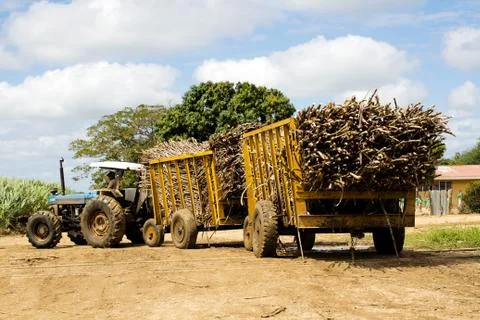 Tractor full of dry logs in front of a farm Stock Photos