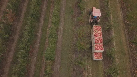 Tractor with a full trailer of apples Stock Footage 120627206