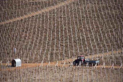 Tractor on a grape field Foto stock