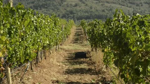 Tractor on grapes field vineyard Vídeos de archivo 13909592
