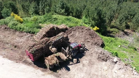 Tractor Gripper Taking Tree Trunks Stock Footage 162274898