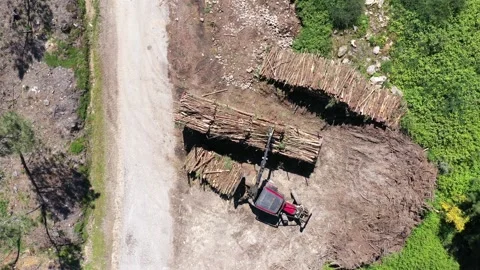 Tractor Gripper Taking Tree Trunks Vertical View Stock Footage 162274922